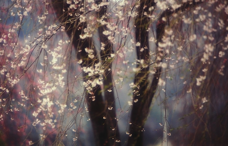 WyróżnienieHideyuki Katagiri "Sakura"
"Sakura po japońsku to kwiat wiśni. Jest wiele rodzajów wiśniowych drzew, w tym najstarsze nazywane Edo-Higan, które mają po kilkaset lat. Co roku na wiosnę drzewa urządzają niesamowity spektakl" - Hideyuki Katagiri